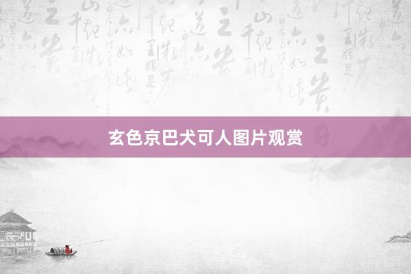 玄色京巴犬可人图片观赏